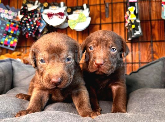 Sadakat Ve Sevgi Dolu Labrador Yavruları Sizleri Bekliyor görsel