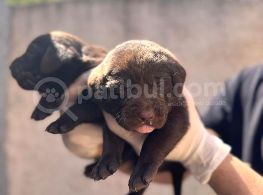 Burkem Ailesinden A Kalite Labrador Bebeklerimiz görsel