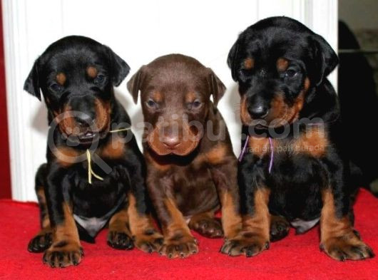 Kızıl Ve Klasik Ki̇ng Doberman Yavrular