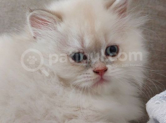 Dünya Güzeli British Longhair Yavrumuz görsel