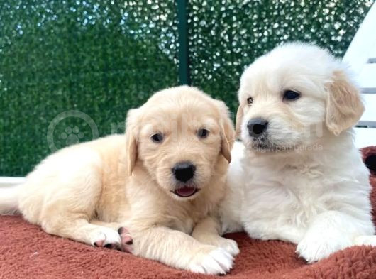 Golden Retriever Bebek Surat Yavrular görsel