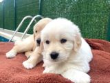 Golden Retriever Bebek Surat Yavrular
