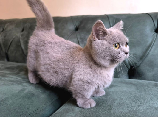 Teslime Hazır Çok Oyuncu Cüce Kedi görsel
