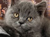 Teslime hazır çok oyuncu Cüce kedi