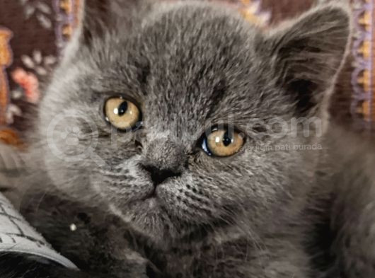 Teslime Hazır Çok Oyuncu Cüce Kedi