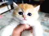 Show kalite orange british shorthair