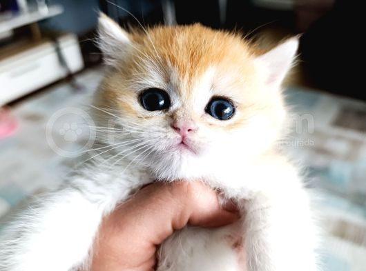 Show Kalite Orange British Shorthair