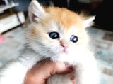 Show Kalite Orange British Shorthair