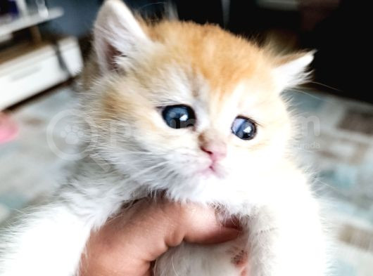 Show Kalite Orange British Shorthair görsel
