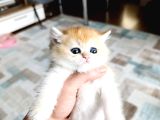 Show Kalite Orange British Shorthair