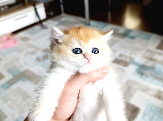 Show Kalite Orange British Shorthair görsel