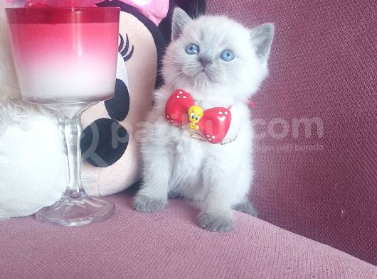 Evinizin Yakışıklısı görsel