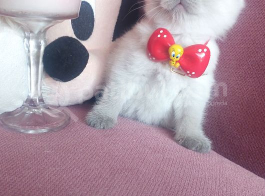 Evinizin Yakışıklısı görsel