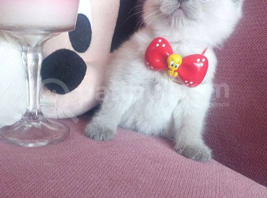 Evinizin Yakışıklısı görsel