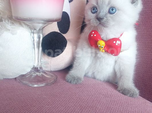 Evinizin Yakışıklısı görsel
