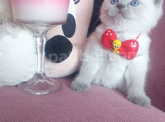 Evinizin Yakışıklısı