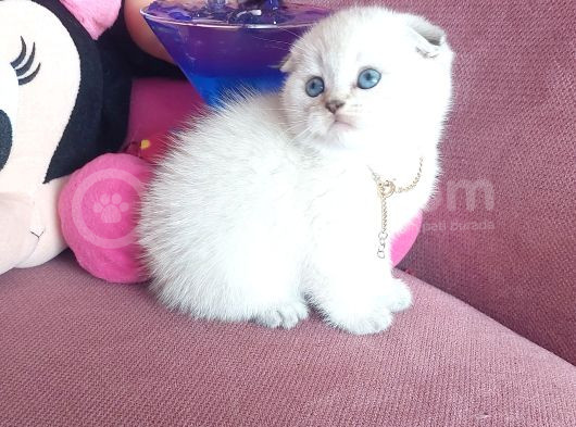 Kar Topu