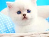 BEYAZ AYICIK SAFKAN BRİTİSH SHORTHAİR DİŞİ YAVRUM