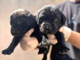 Burkem Ailesinden A Kalite Labrador Bebeklerimiz