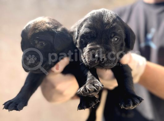 Burkem Ailesinden A Kalite Labrador Bebeklerimiz görsel