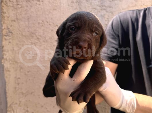 Burkem Ailesinden A Kalite Labrador Bebeklerimiz