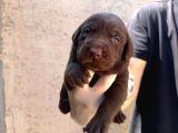 Burkem Ailesinden A Kalite Labrador Bebeklerimiz