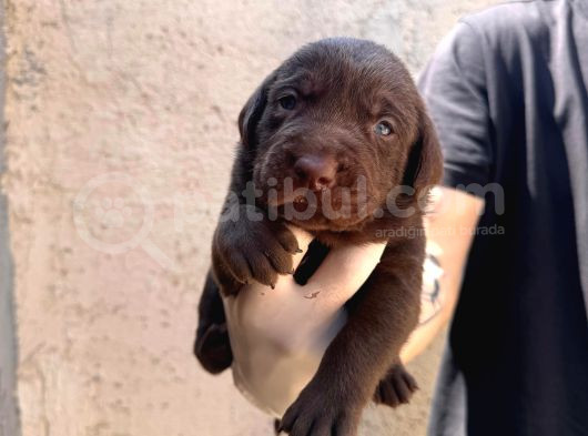 Burkem Ailesinden A Kalite Labrador Bebeklerimiz görsel