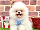 Pomerian Boo Sevimli Ayicik Surat Yavrular