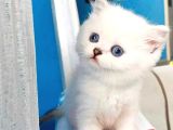 Beyaz Ayicik Safkan Bri̇ti̇sh Shorthai̇r Di̇şi̇ Yavrum