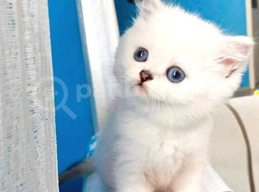 Beyaz Ayicik Safkan Bri̇ti̇sh Shorthai̇r Di̇şi̇ Yavrum görsel