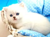 Beyaz Ayicik Safkan Bri̇ti̇sh Shorthai̇r Di̇şi̇ Yavrum
