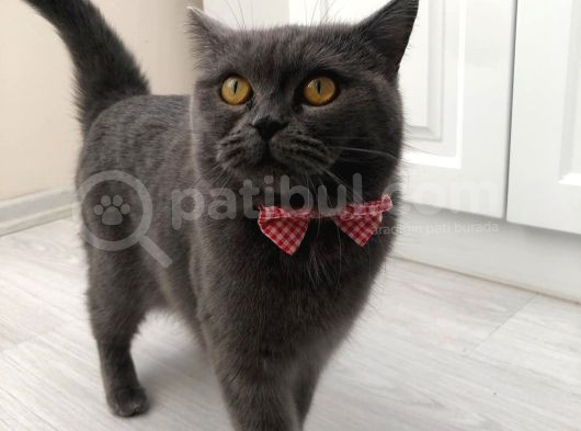 1 Buçuk Yaşındaki British Kedimizi Sahiplendireceğiz