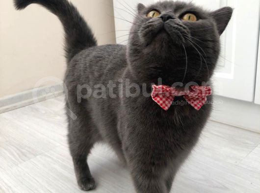 1 Buçuk Yaşındaki British Kedimizi Sahiplendireceğiz görsel