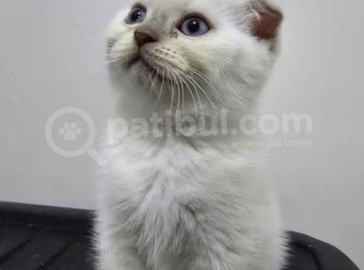 Top Surat Pamuğum Yeni̇ Yuvaya Gi̇tmeye Hazir görsel