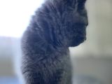 Yavru Safkan British Shorthair