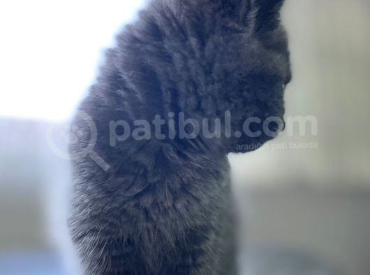 Yavru Safkan British Shorthair görsel