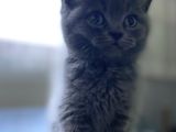 Yavru Safkan British Shorthair