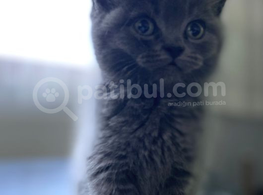 Yavru Safkan British Shorthair görsel