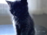 Yavru Safkan British Shorthair