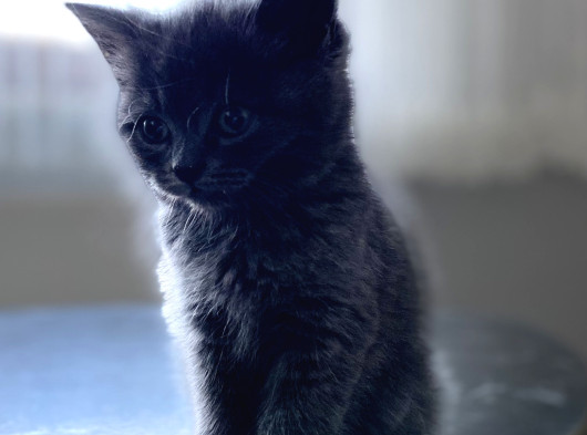 Yavru Safkan British Shorthair görsel