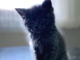 Yavru Safkan British Shorthair