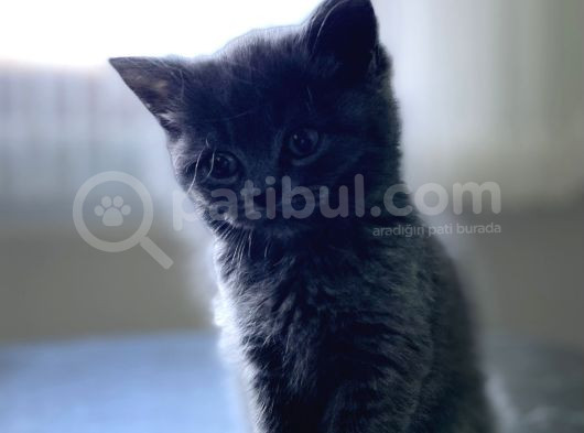 Yavru Safkan British Shorthair görsel