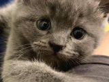 Yavru Safkan British Shorthair