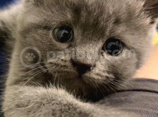 Yavru Safkan British Shorthair