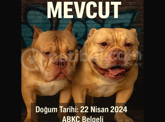 Exotic Bully Yavrulari görsel