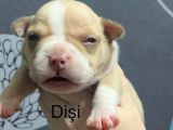 Exotic Bully Yavrulari