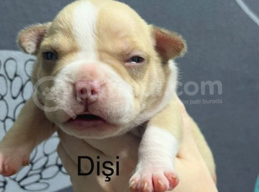 Exotic Bully Yavrulari