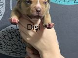Exotic Bully Yavrulari