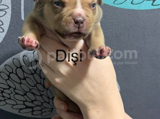 Exotic Bully Yavrulari görsel