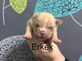 Exotic Bully Yavrulari